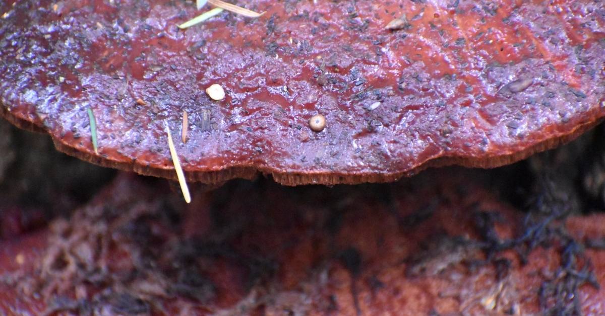 Fistulina Hepatica, also known as the Beefsteak Fungus, the Beefsteak Polypore or the Ox Tongue.  https://organicgardeningeek.com