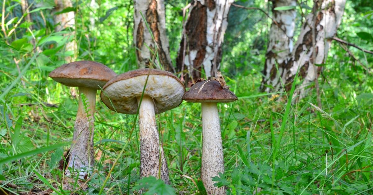 Growing mushroom at home for profit1) Brown Birch Bolete (Leccinum Scabrum) https://organicgardeningeek.com