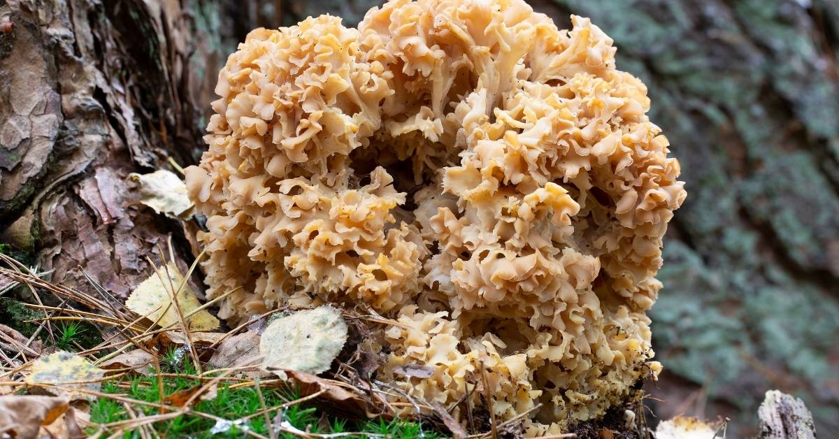 4) Cauliflower Fungus – Sparassis Crispa Growing In The Wild https://organicgardeningeek.com