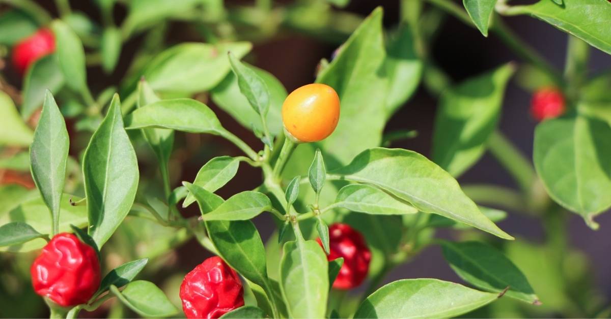 Pepper plants for strawbale garden https://organcigardeningeek.com