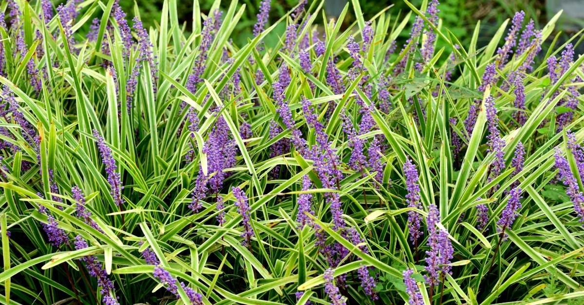 Read more about the article Creeping Lilyturf Care: All The Details About Liriope spicata