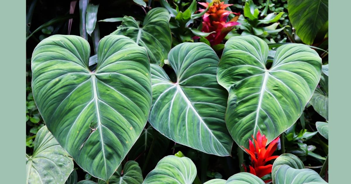 Read more about the article When To Grow Elephant Ear Plants | Top 10 Tips For Grow And Care
