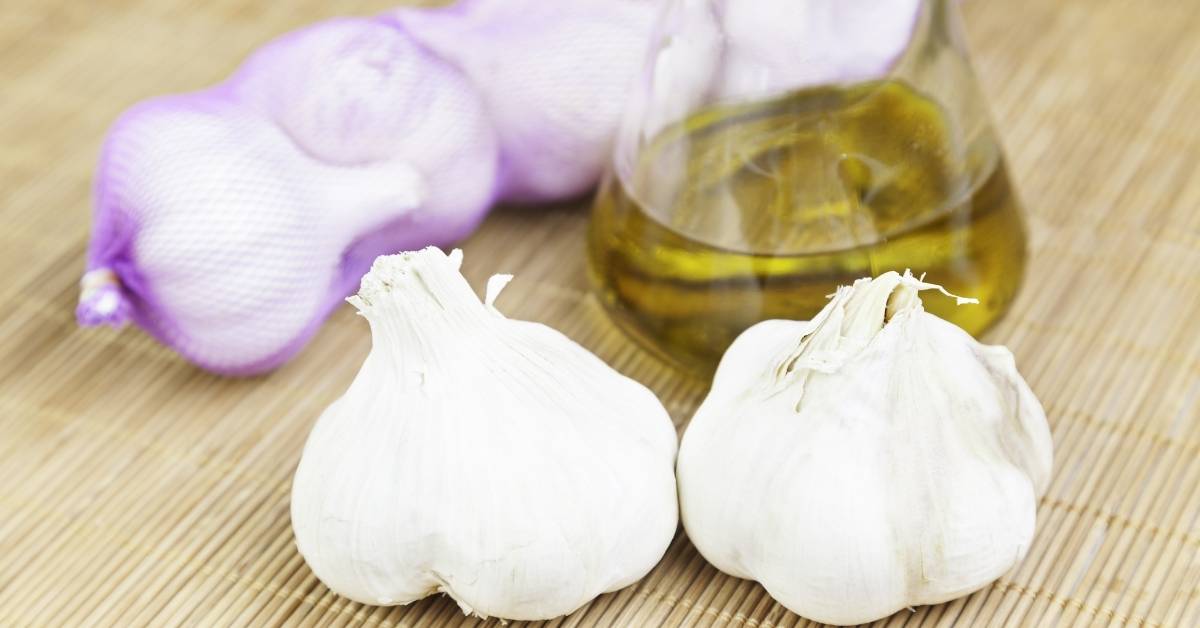 Garlic Oil https://organicgardeningeek.com
