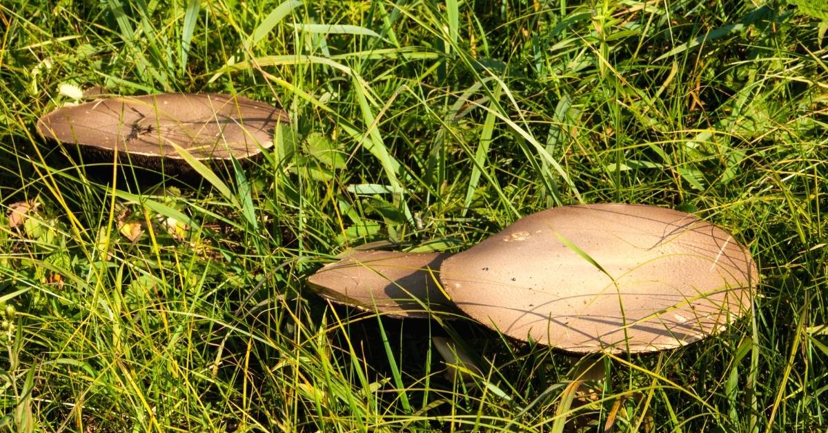 3) Horse Mushrooms In The Wild https://organicgardeningeek.com