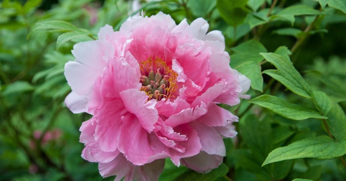 Itoh Peonies: Start Growing This Rare Plant Today