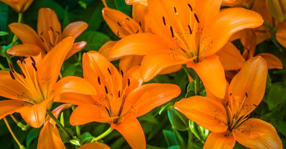 Orange tiger lily bulbs https://organicgardeningeek.com
