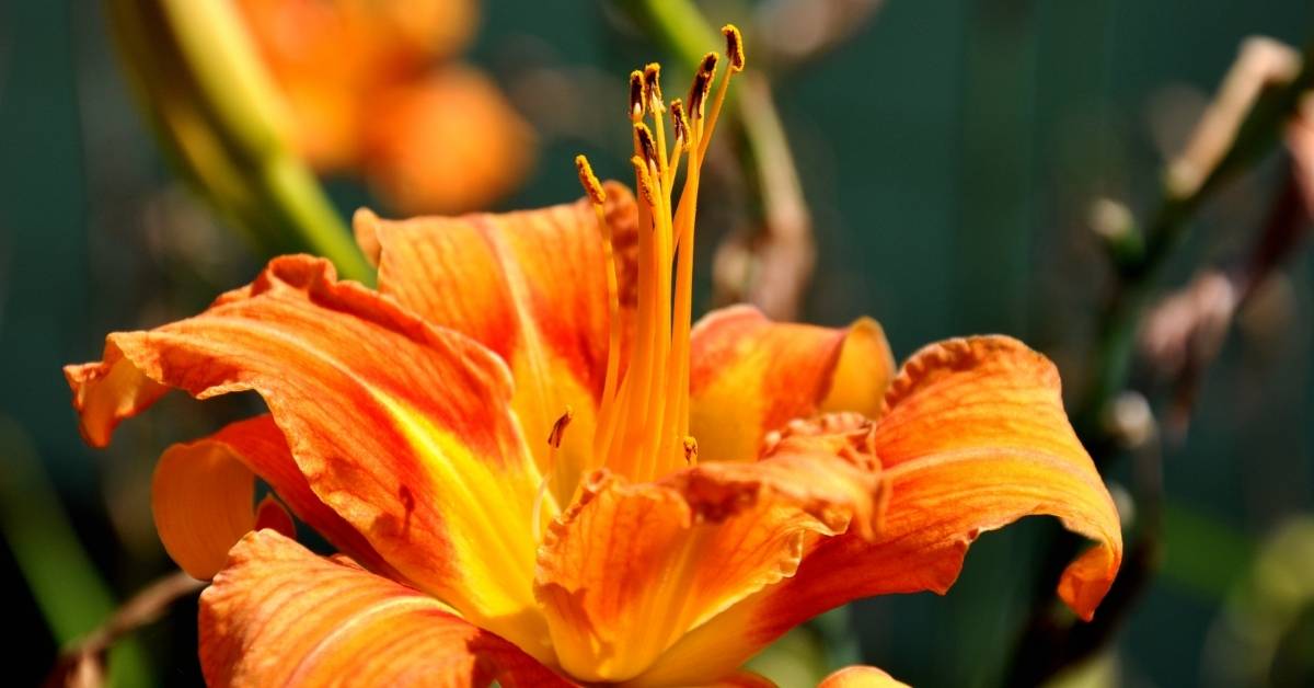 How To Grow Orange Tiger Lily https://organicgardeningeek.com
