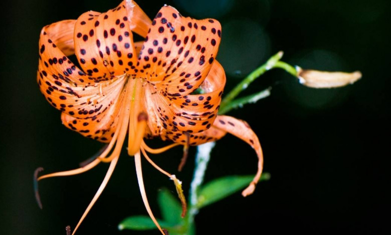 Orange Tiger Lily https://organicgardeningeek.com