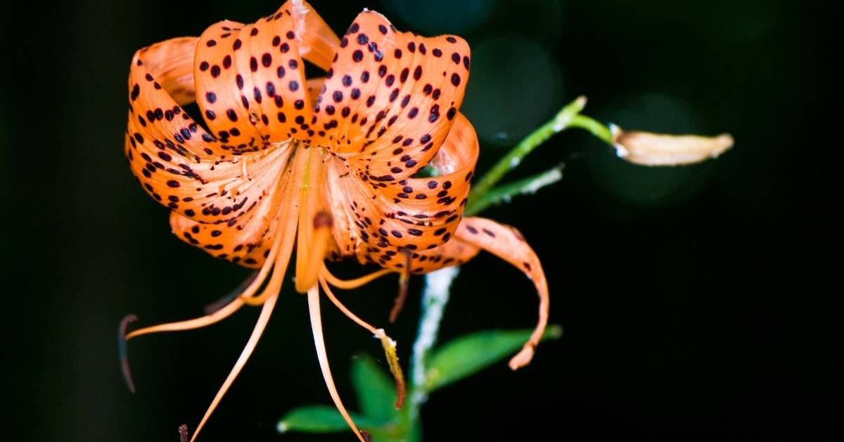 Orange Tiger Lily Flower https://organicgardeningeek.com