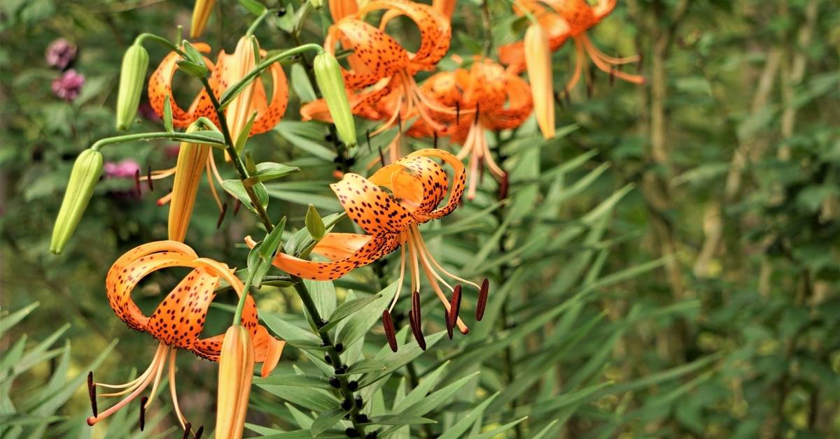 How To Grow Orange Tiger Lily Bulbs https://organicgardeningeek.com