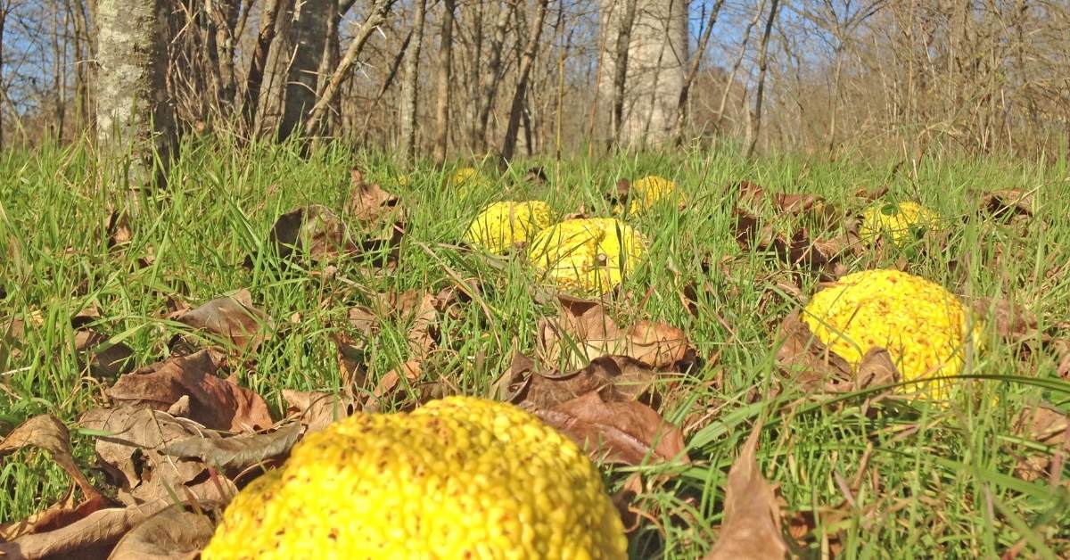 Read more about the article Osage Orange Tree 101: How To Care For Maclura pomifera In Winter