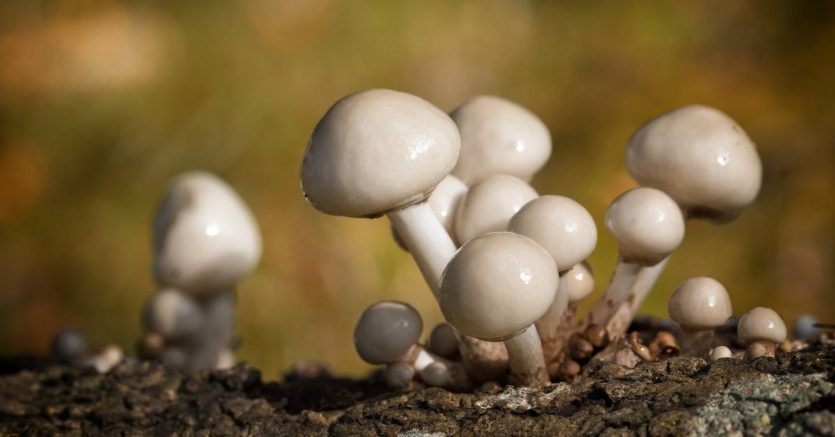 Porcelain Mushroom - Oudemansiella Mucida https://organicgardeningeek.com