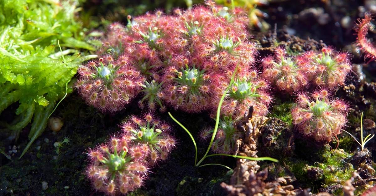 You are currently viewing All About Pygmy Drosera Gemmae: A Hungry Carnivorous Plant