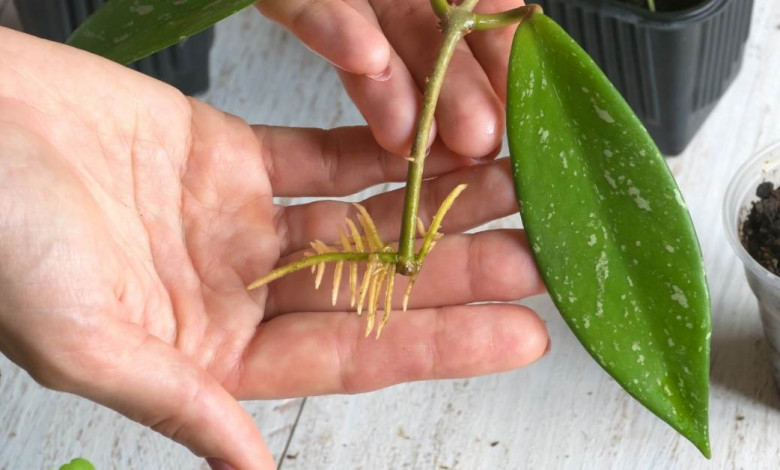 how to root cuttings properly https://organicgardeningeek.com