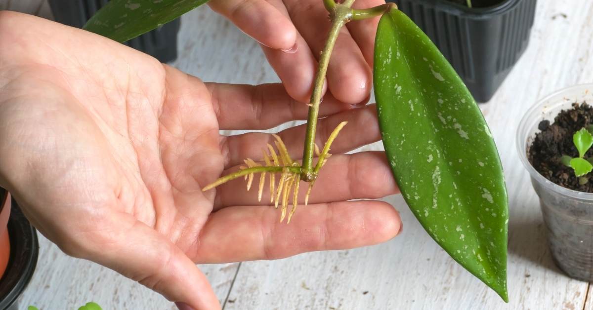 Read more about the article How To Root Cuttings Properly