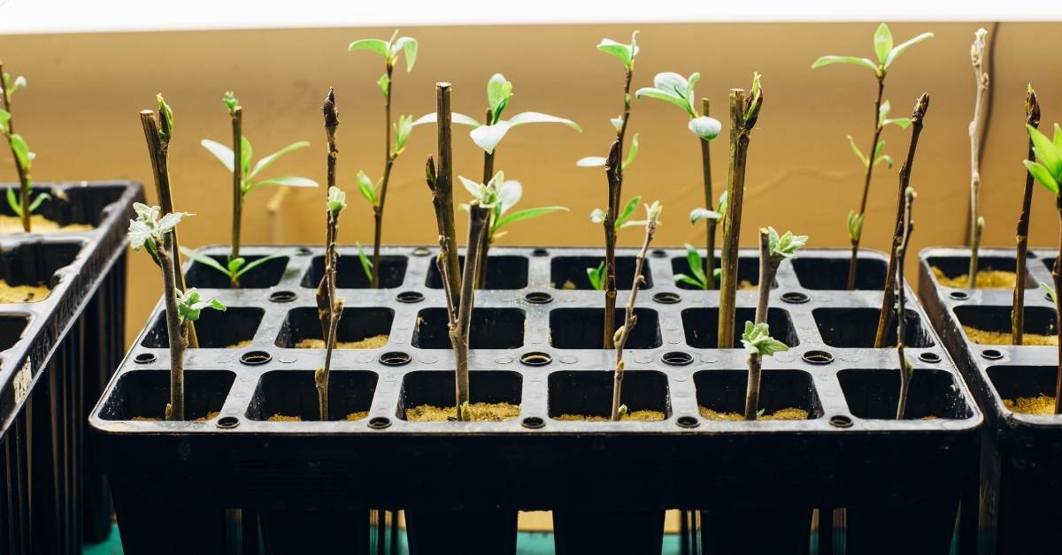 Rooting Cuttings From Gardenia's https://organicgardeningeek.com