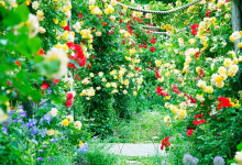 Rose Gardening tips and tricks https://organicgardeningeek.com