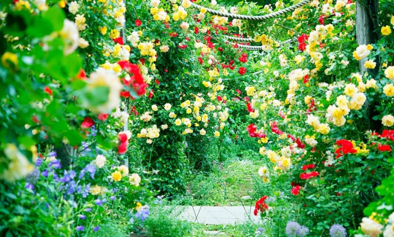 Rose Gardening tips and tricks https://organicgardeningeek.com