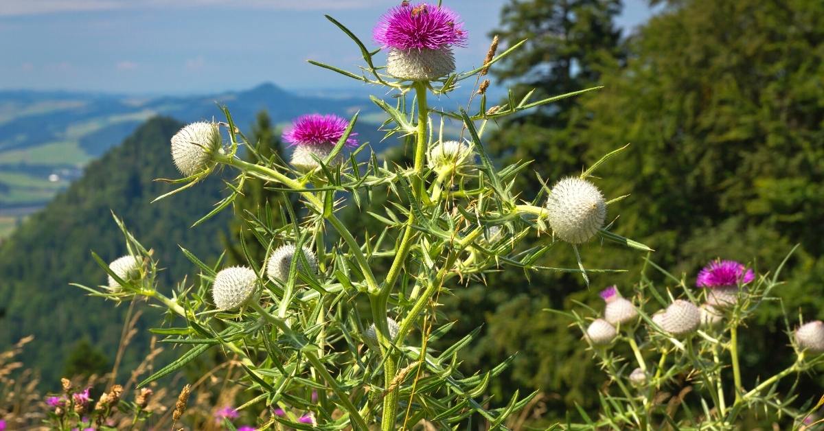 Read more about the article Scotch Thistle (Onopordum acanthium) How To Grow And Care For This Biennial