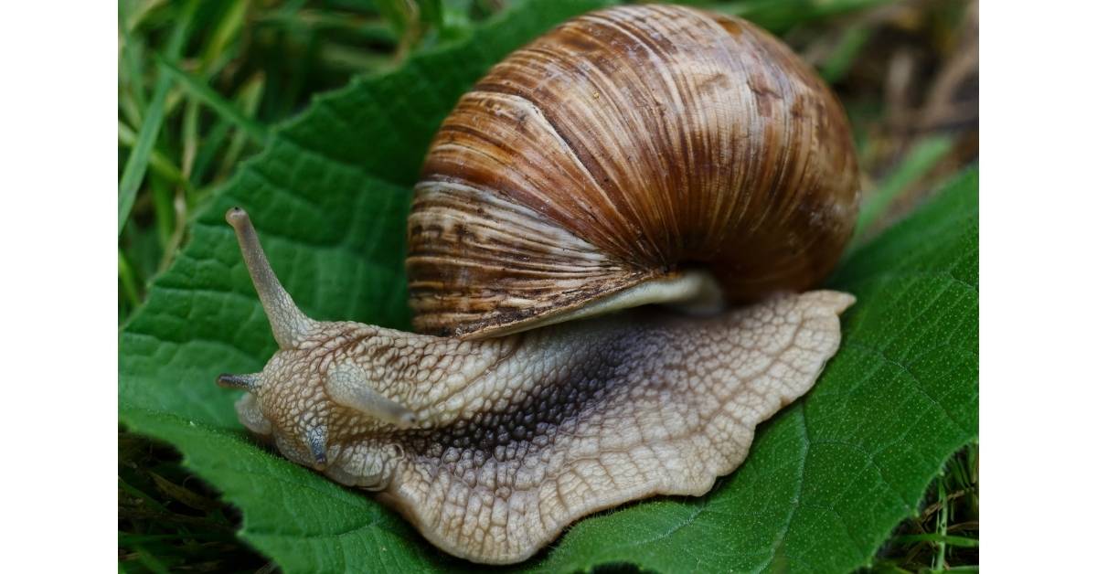 Repelling snails from garden https://organicgardeningeek.com