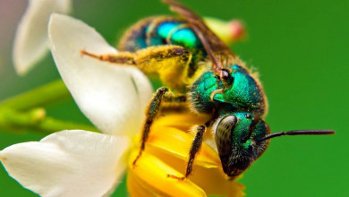 How to get rid of sweet bees at home https://organicgardeningeek.com