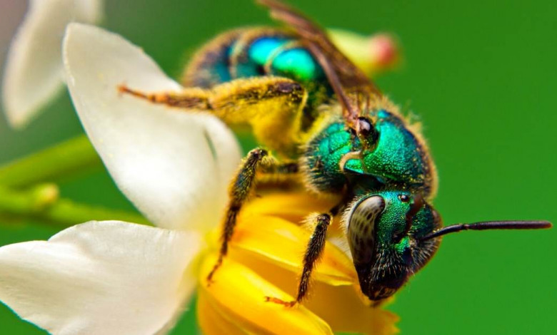 How to get rid of sweet bees at home https://organicgardeningeek.com