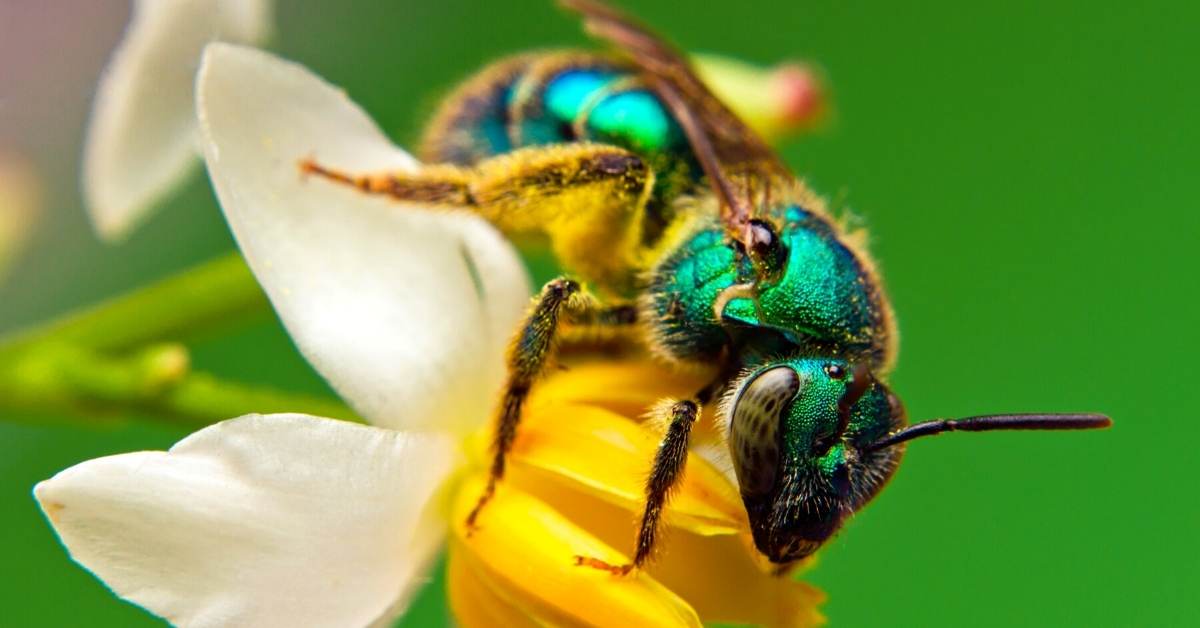 Read more about the article How To Get Rid Of Sweat Bees At Home?