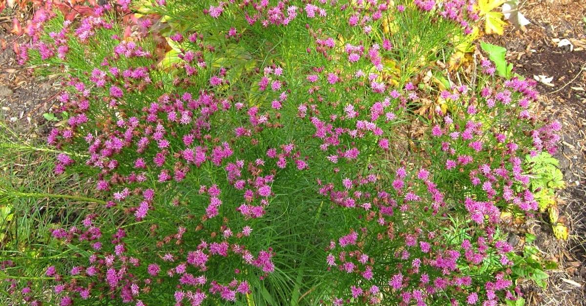 Vernonia lettermannii is fascinating ironweed https://organicgardeningeek.com