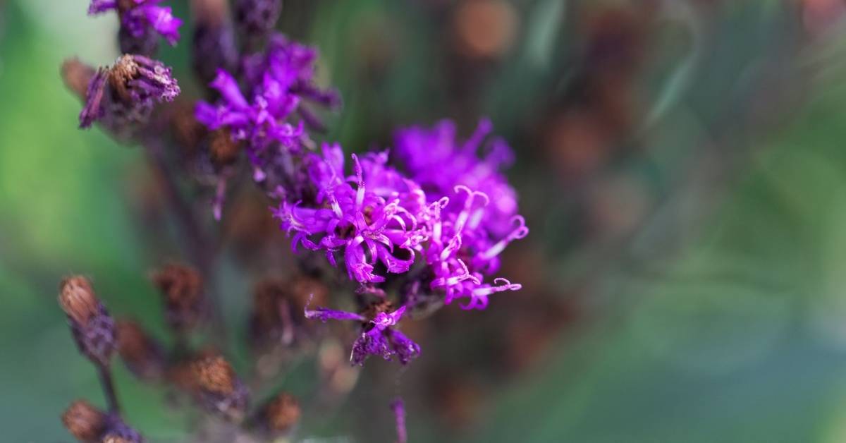 Read more about the article Vernonia Lettermannii: A Purple Autumn Perennial That Pops