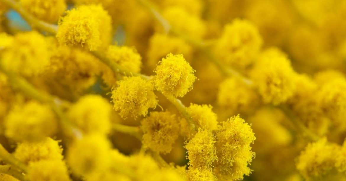 How to Prune Mimosa Acacia Dealbata