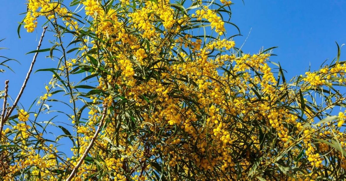 How to Prune Mimosa Acacia Dealbata