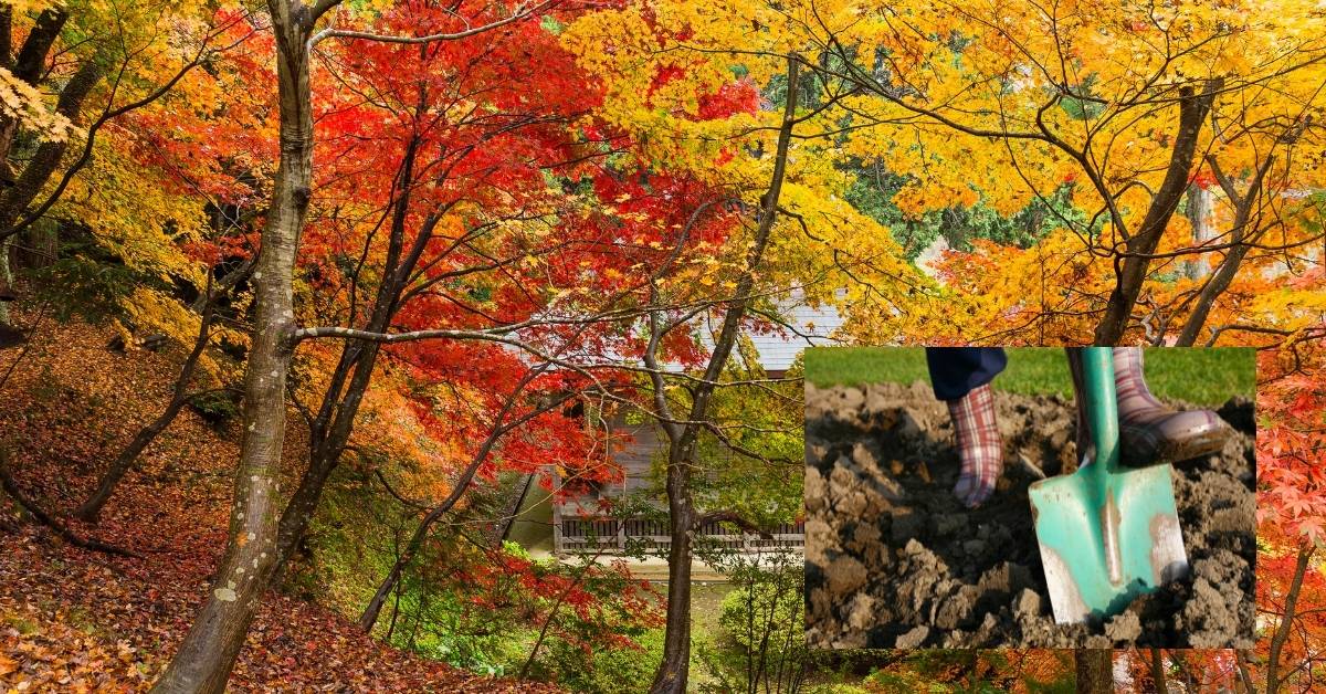 3 Essential Autumn Garden Activities To Do https://organicgardeningeek.com