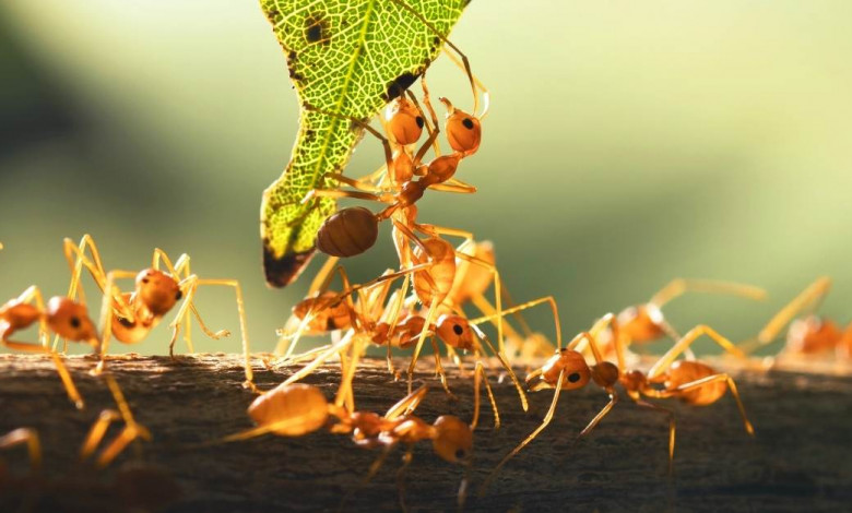 Natural ways of dealing with ants in the garden https://organicgardeningeek.com