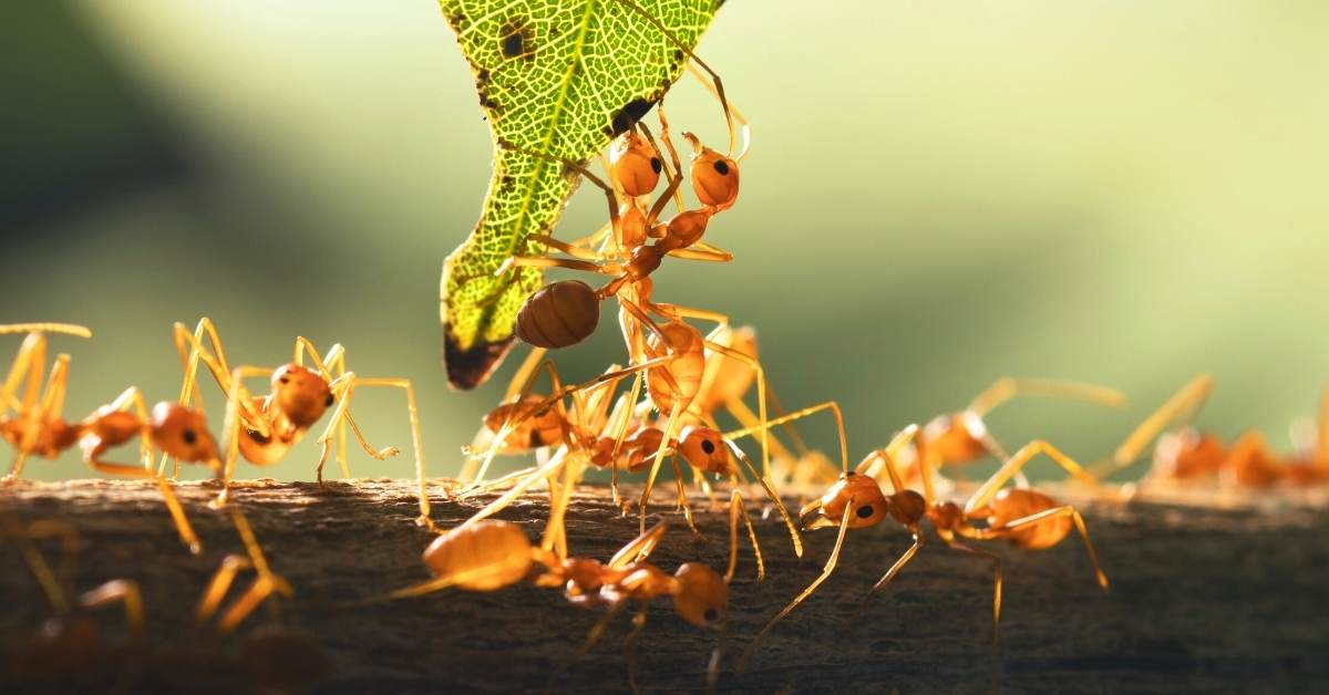 Natural ways of dealing with ants in the garden https://organicgardeningeek.com