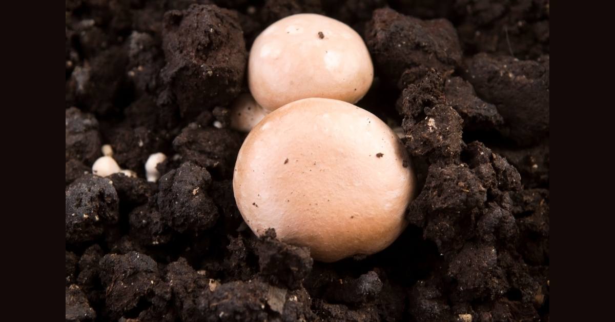 Best Mushroom Varieties To Start Growing For Profit Or Fun https://organicgardeningeek.com