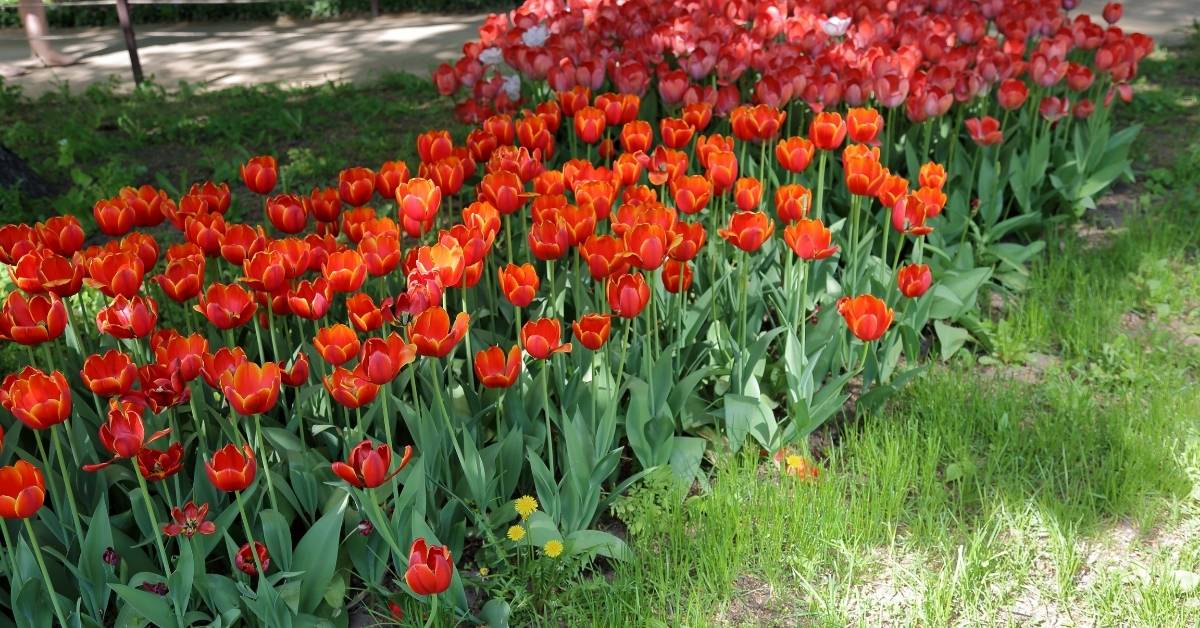 Autumn Is The Time Of Tulips | Planting Tulips In Fall https://organicgardeningeek.com