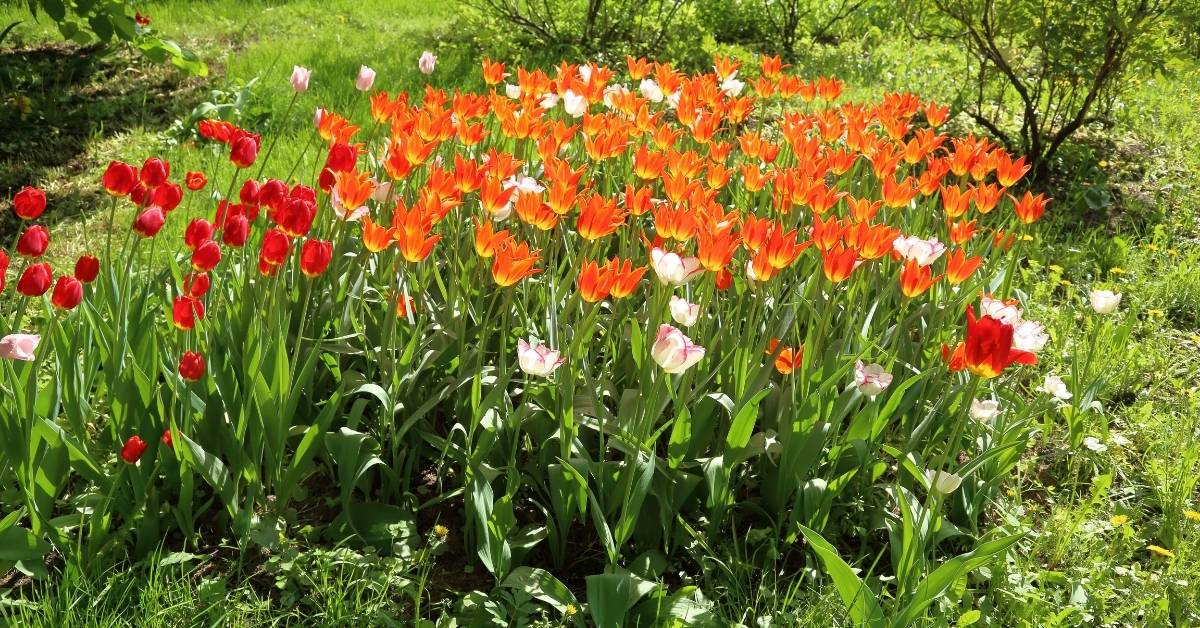 planting tulips in fall https://organicgardeningeek.com
