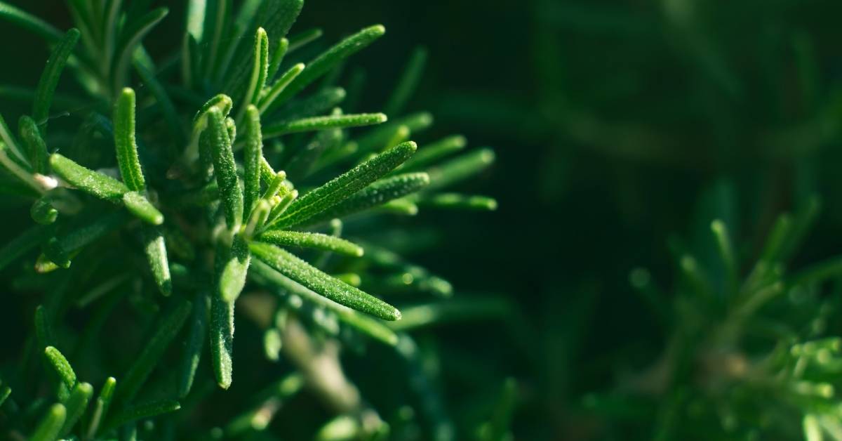 Which Herbs to Grow Indoor? https://organicgardeningeek.com
