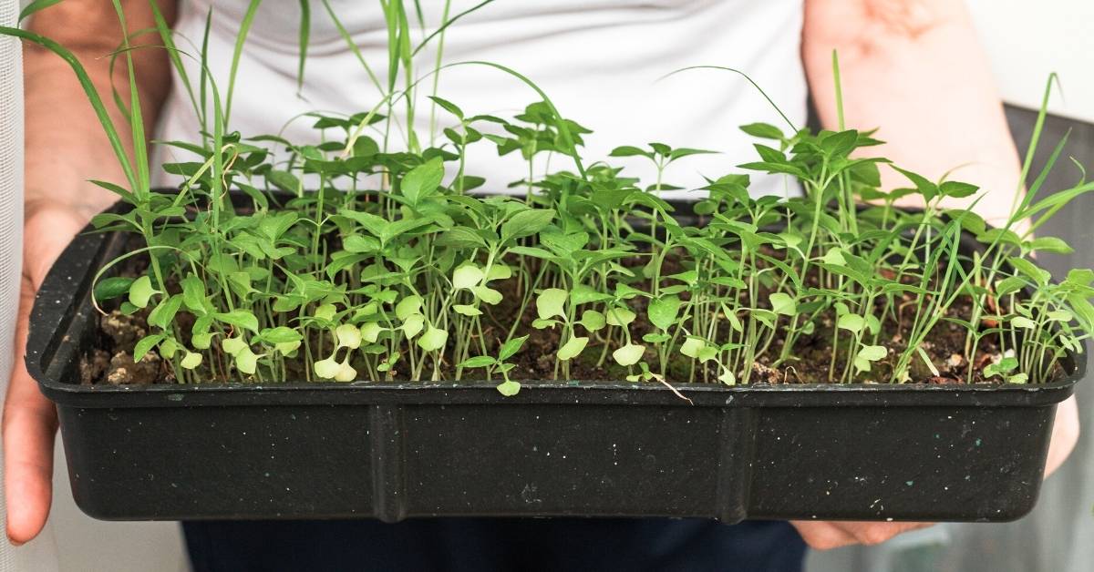 How To Grow an Indoor Herb Garden https://organicgardeningeek.com