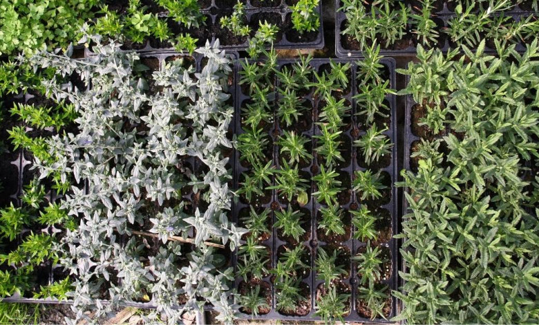 Growing an indoor herb garden https://organicgardeningeek.com