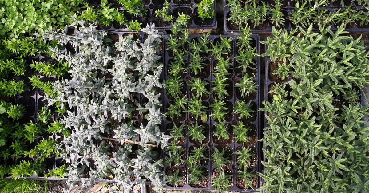 Growing an indoor herb garden https://organicgardeningeek.com