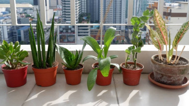 Best indoor plants to grow https://organicgardeningeek.com