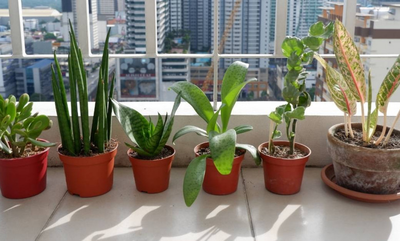 Best indoor plants to grow https://organicgardeningeek.com