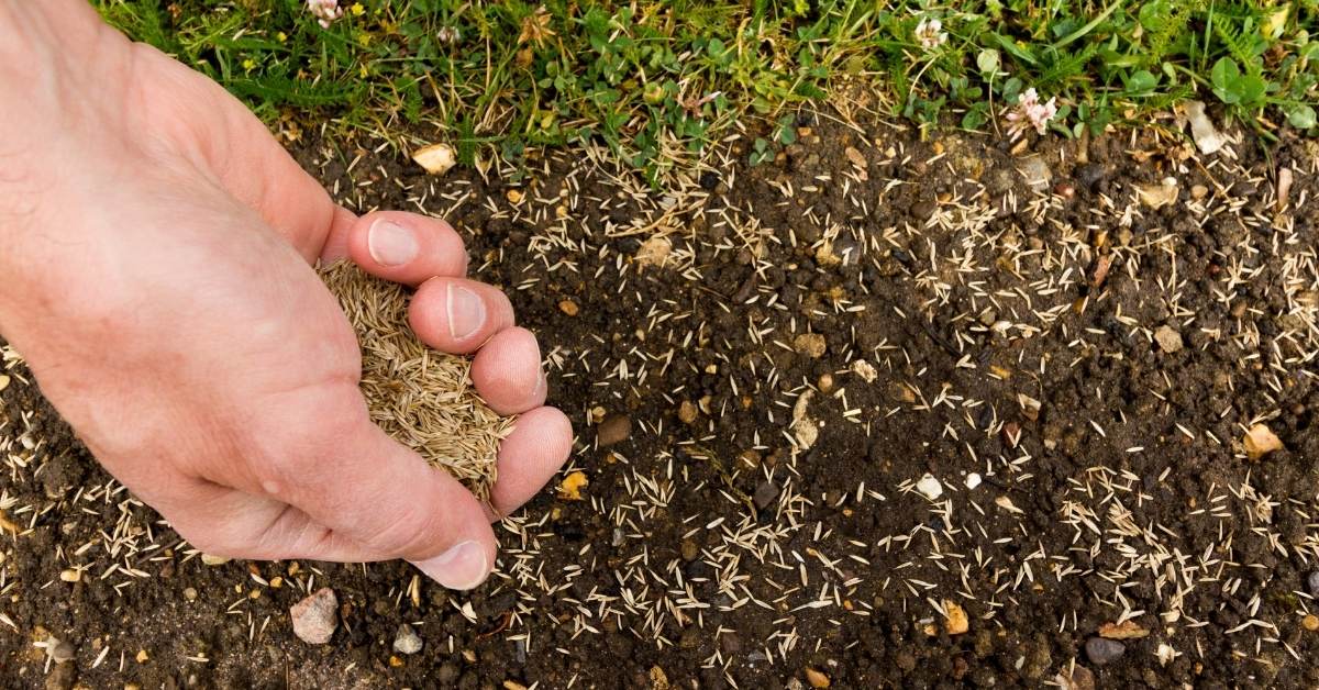 You are currently viewing How to Plant a Lawn From Seed | The Ultimate Guide