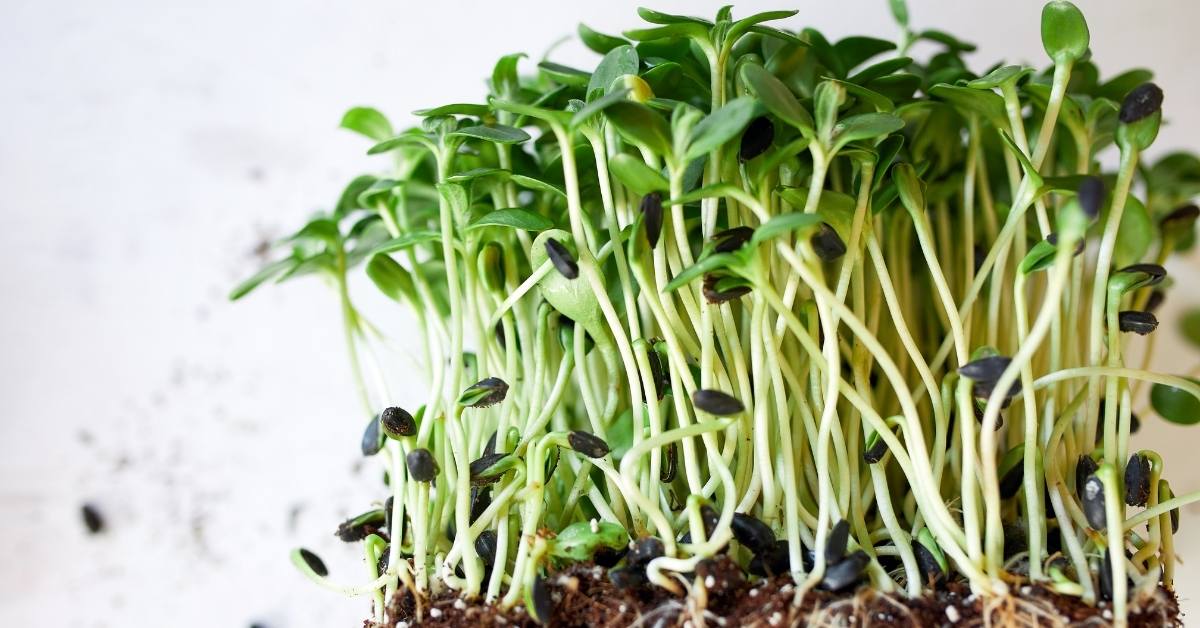 Sprouts vs. Microgreens: What Are The Differences? https://organicgardeningeek.com