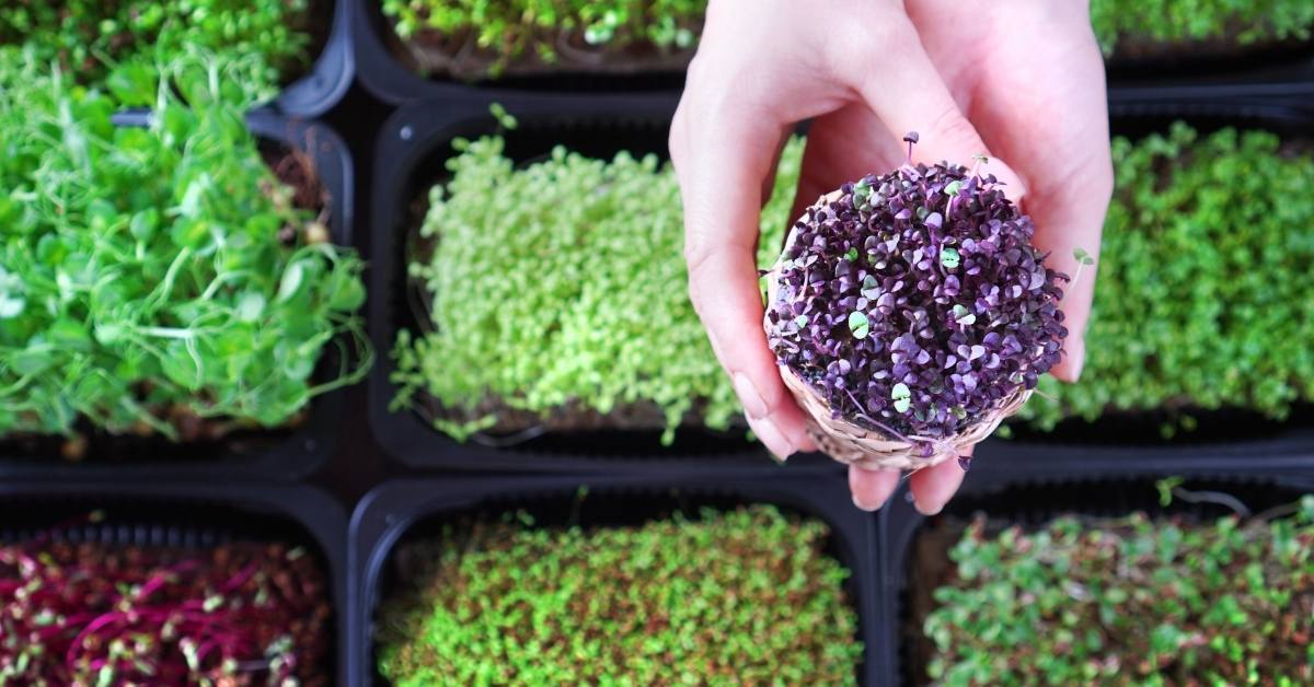 What are microgreens? Sprouts vs microgreens https://organicgardeningeek.com