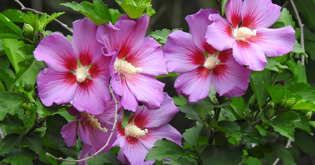 rose of sharon - hibiscus faded help https://organicgardeningeek.com