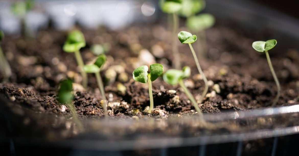 How to Start Seeds Indoors In 11 Steps