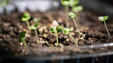 How to start seeds indoors https://organicgardeningeek.com