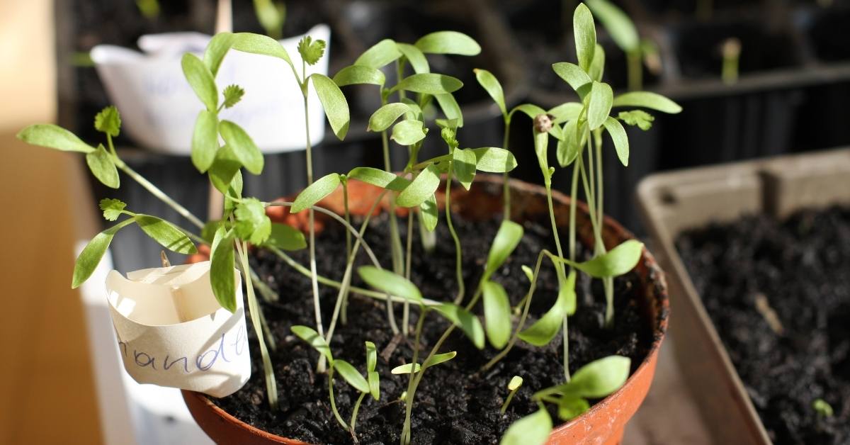 How to Start Seeds Indoors In 11 Steps https://organicgardeningeek.com